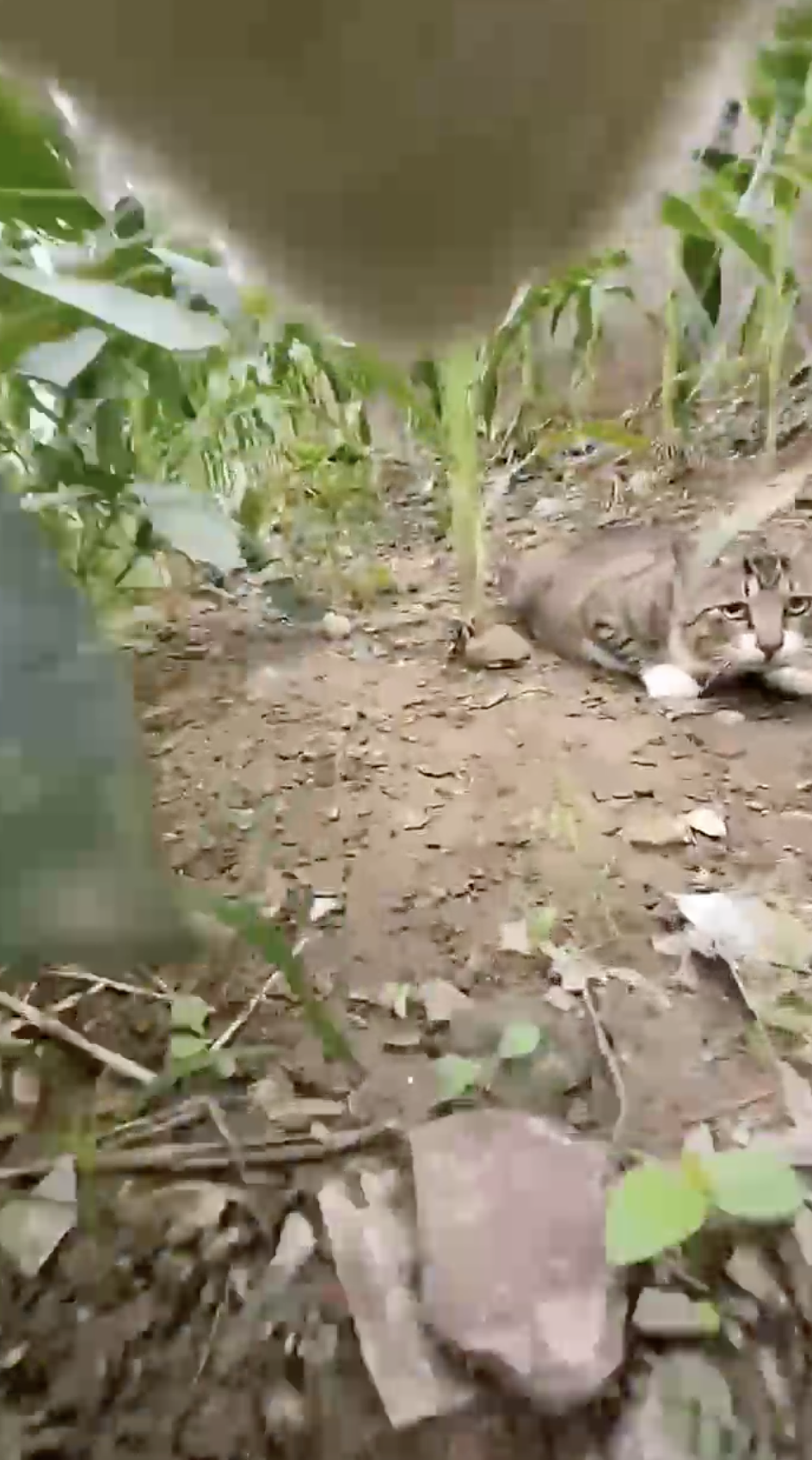 Cat playing with other cat