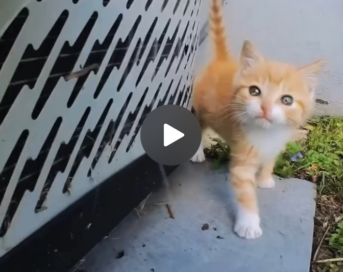 Cute little friend
